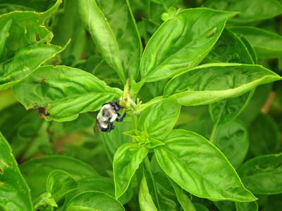 Bumblebee clinging to a bud among bright green leaves