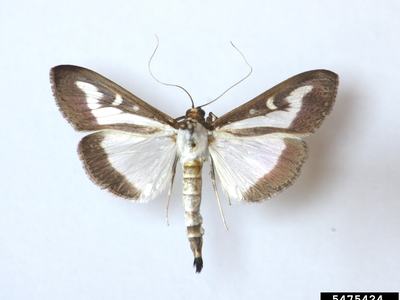 box tree moth