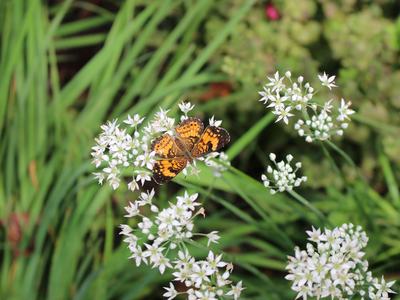 Butterfly on garlic flowers