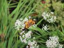 Butterfly on garlic flowers