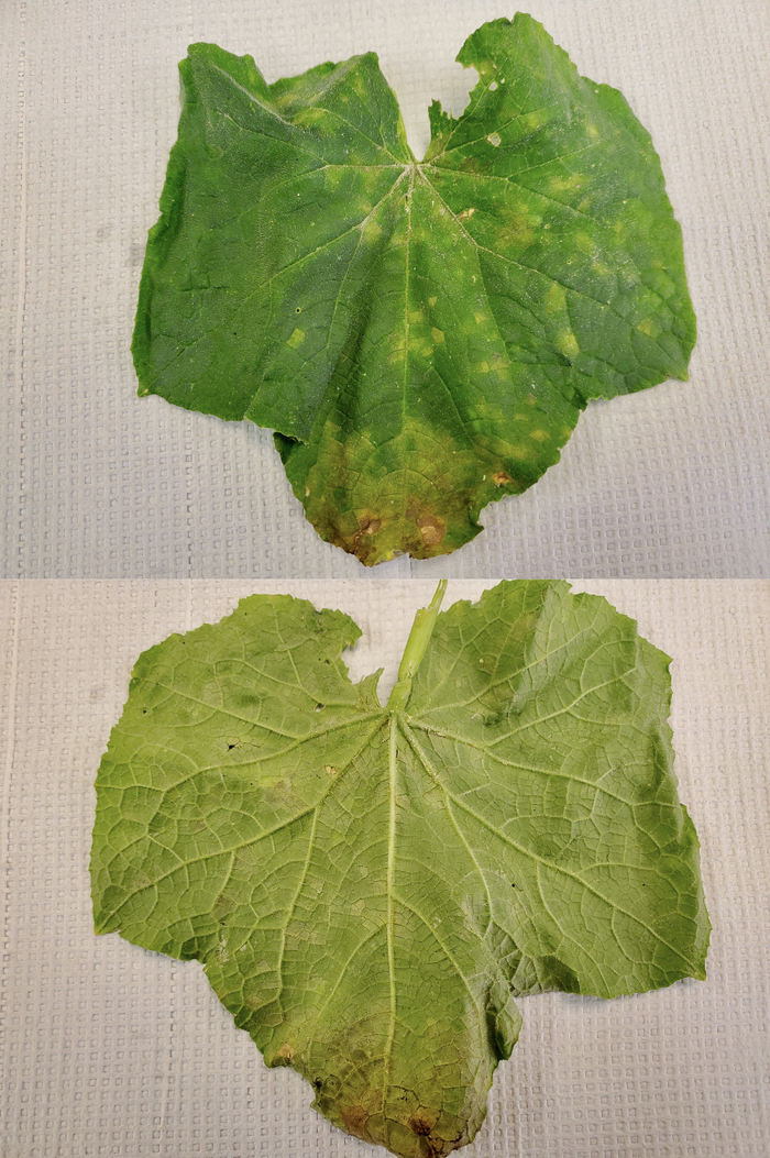 Cucumber downy mildew