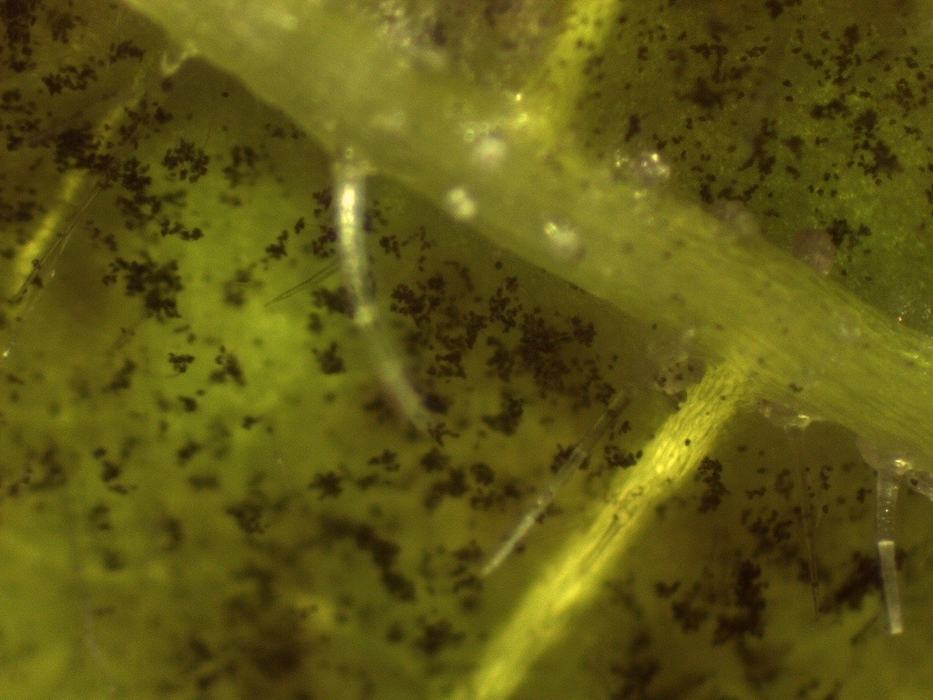 Pseudoperonospora cubensis sporangia