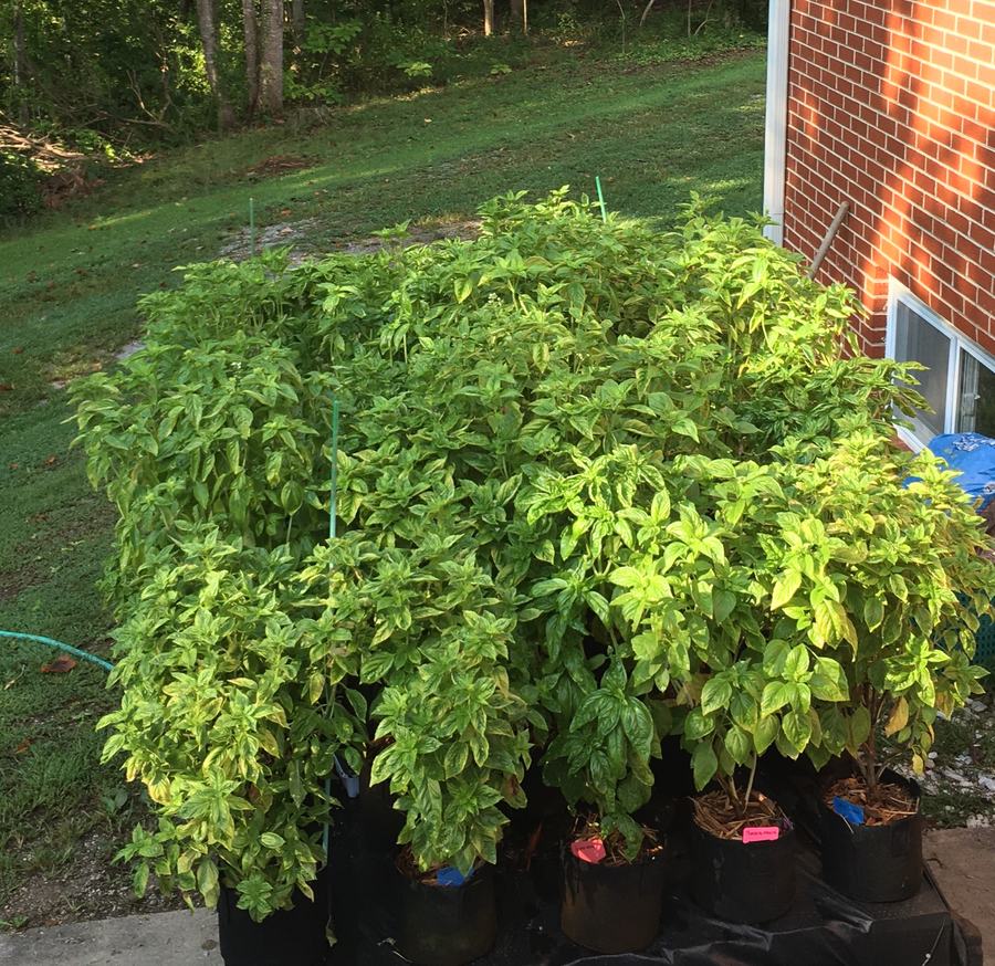 basil plants grown in pots