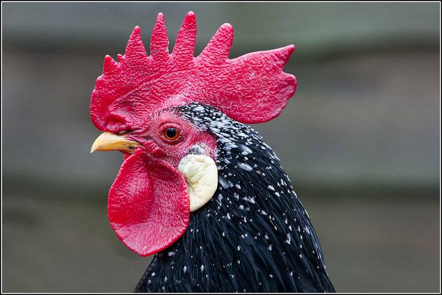 Chicken