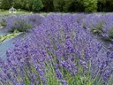Rows of purple lavender plants in rows across a field with gazebo and trees