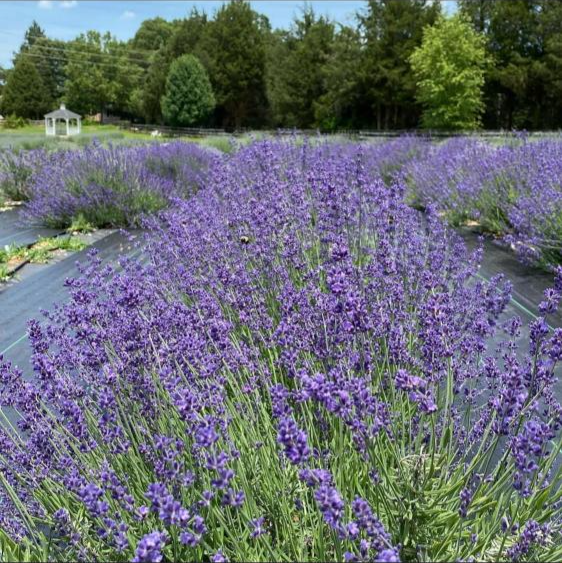 Lavender plants