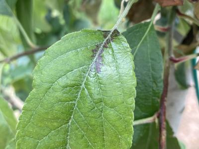 Early symptoms of shoot blight on applet