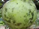 Flyspeck Sooty Blotch on Apple