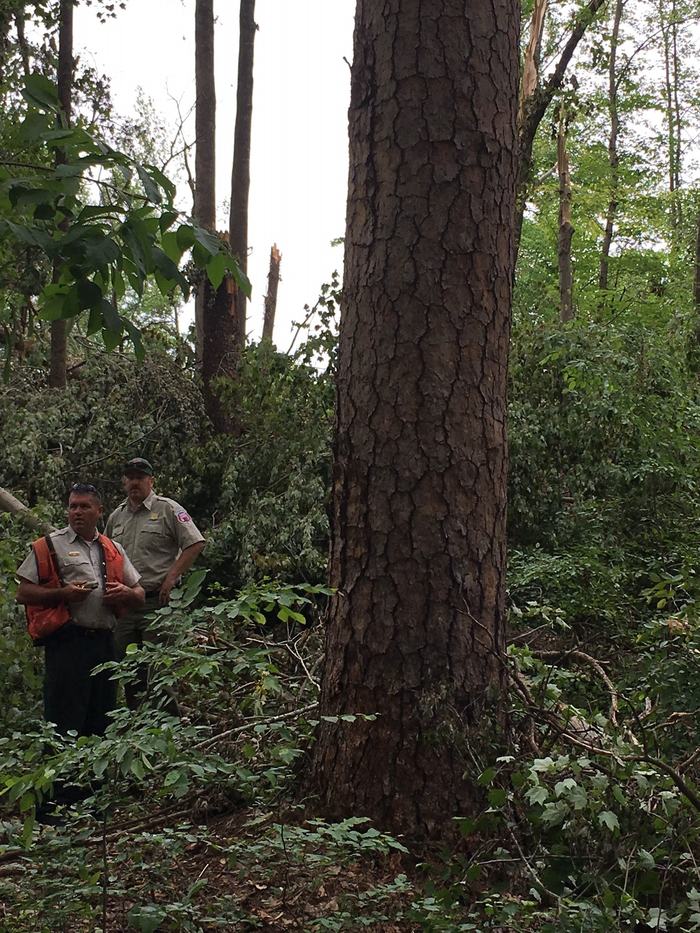 Two men next to a tree