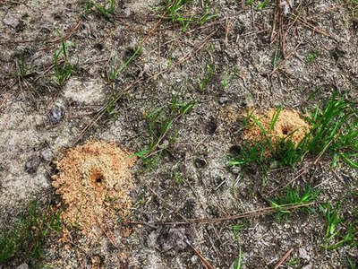 Two small sandy ant mounds on bare ground with scattered grass and pine needles