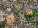 Two small sandy ant mounds on bare ground with scattered grass and pine needles
