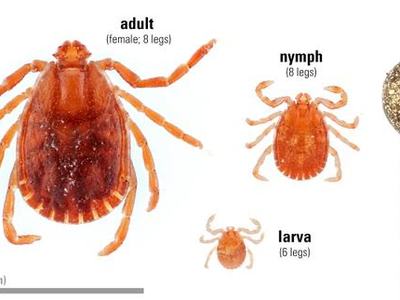 Three tick stages: adult (female; 8 legs), nymph (8 legs), larva (6 legs); 1/8" (~3 mm) scale.