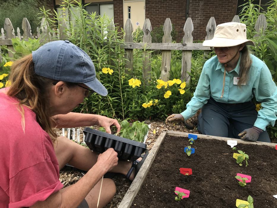 Two women planting seedlings