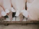 Hogs