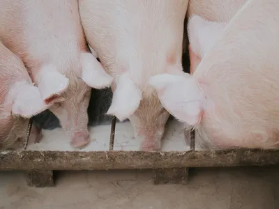 Hogs