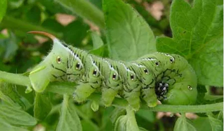 tobacco hornworm vs tomato hornworm moth Color difference? : r/Entomology Hornworms - Lee County Center