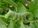 Hornworm