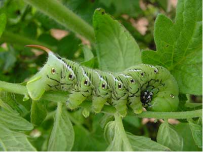 Hornworm