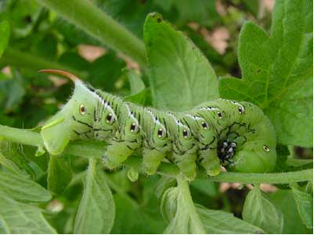 Hornworm