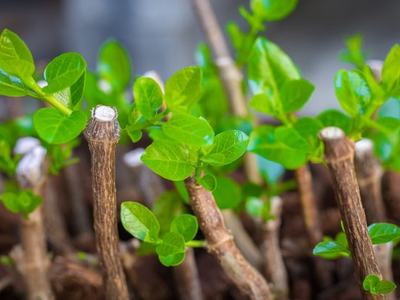 Cut shrub stems with fresh green shoots sprouting from their bases