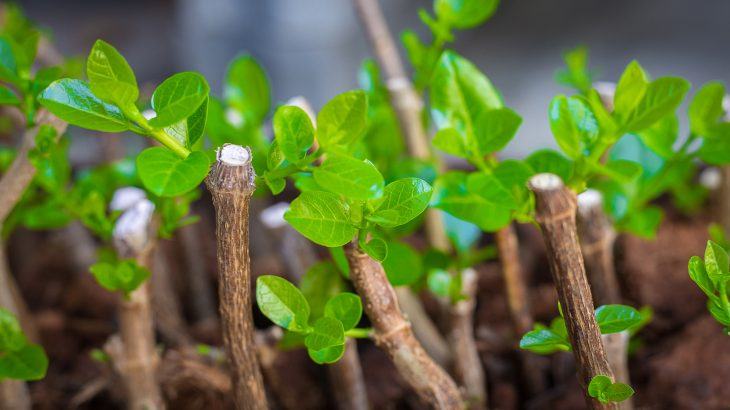 Fresh growth on woody stems.