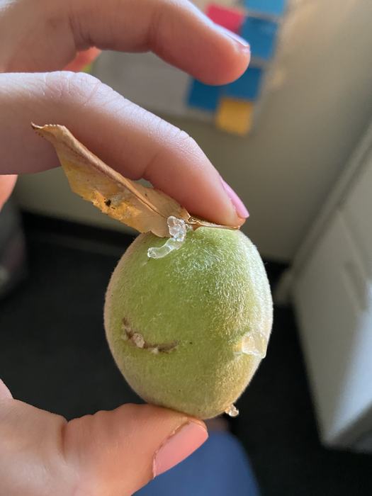 clear, gummy ooze on the surface of peach skin