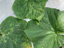 Leaf with cucumber downy mildew symptoms