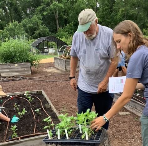 two people working outside planting small basil plants in a raised bed