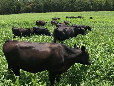 Cows Standing in Pasture