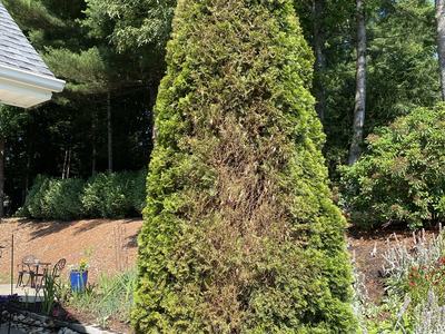 Arborvitae with bagworms