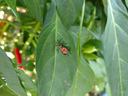 insect on pepper leaf
