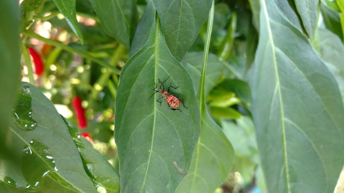 insect on pepper leaf