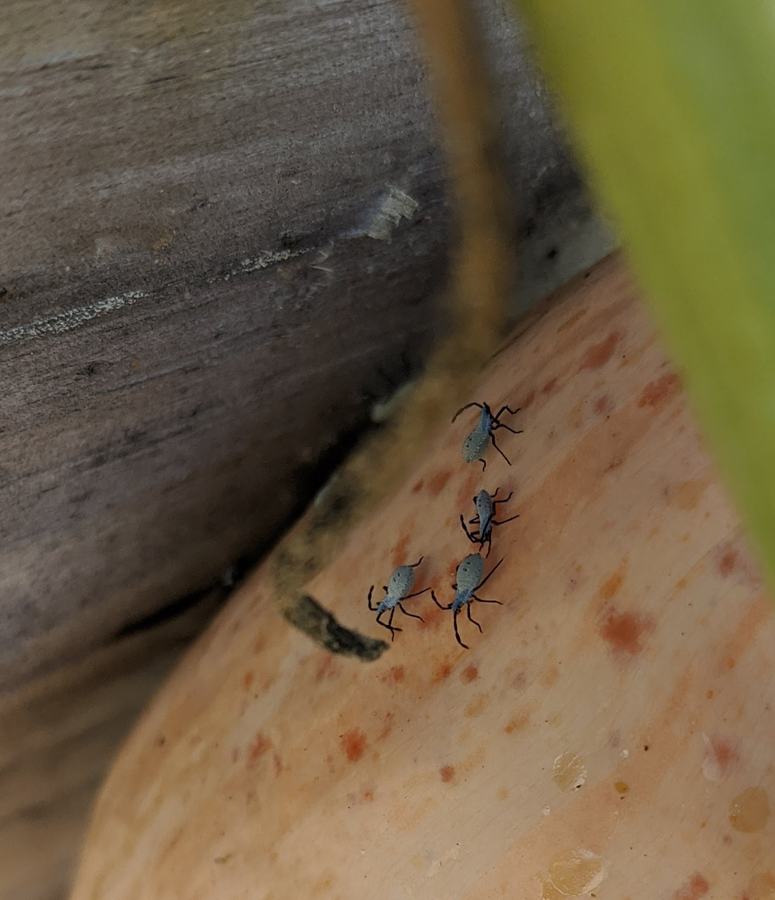 Aphids on Candy Roaster