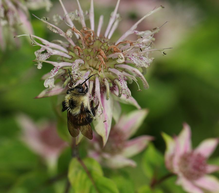 Bumble bee on basil beebalm