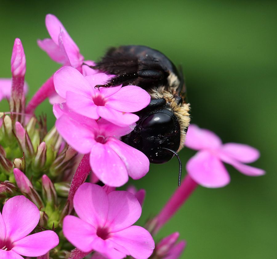 Carpenter bee on garden phlox
