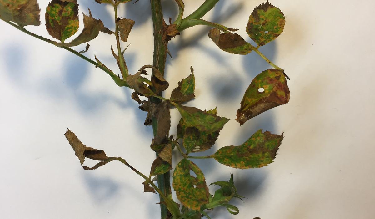 Rust Colored Real Roses Pest Alert - Rust on Roses - Henderson County Center | N.C. Cooperative ...