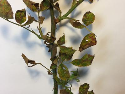 rust on roses