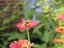Bumblebee moth on zinnia