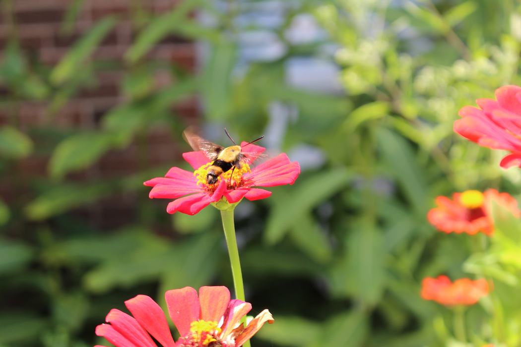 Bumblebee moth on zinnia