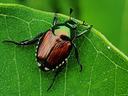 Japanese beetle on green leaf