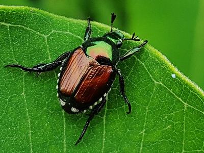 Japanese beetle on green leaf