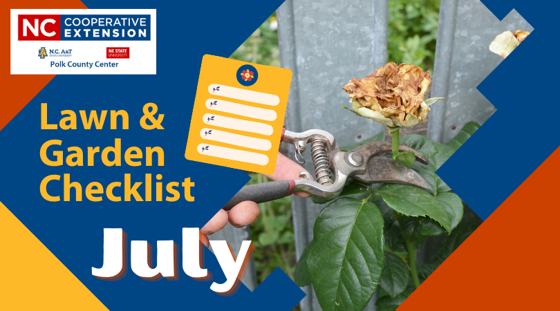 What to do in the garden in July