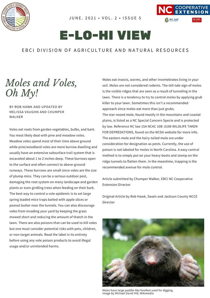 Moles and Voles, Oh My!   — Written By Rob Hawk and updated by Melissa Vaughn and Chumper Walker   Woodland or Pine Vole   rodent   Voles eat roots from garden vegetables, bulbs, and bark. You most likely deal with pine and meadow voles. Meadow voles spend most of their time above ground while pine/woodland voles are more burrow dwelling and usually have an extensive subsurface trail system that is excavated about 1 to 2 inches deep. These burrows open to the surface and often connect to above-ground runways. These burrows are small since voles are the size of plump mice. They can be a serious outdoor pest, damaging the root system on many landscape and garden plants or even girdling trees when feeding on their bark.   The best way to control a vole epidemic is to set large spring loaded mice traps baited with apple slices or peanut butter near the tunnels. You can also discourage voles from invading your yard by keeping the grass mowed short and reducing the amount of thatch in the lawn. There are also poisons that can be used to kill voles but one must consider potential risks with pets, children, or non-target animals. Read the label in its entirety before using any vole poison products to avoid illegal usage and/or unintended harms.   Mole   Moles have large paddle-like forefeet used for digging. Image by Michael David Hill, Wikimedia   Moles eat insects, worms, and other invertebrates living in your soil. Moles are not considered rodents. The tell-tale sign of moles is the visible ridges that are seen as a result of tunneling in the lawn. There is a tendency to try to control moles by applying grub killer to your lawn. Sometimes this isn’t a recommended approach since moles eat more than just grubs.    The star-nosed mole, found mostly in the mountains and coastal plains, is listed as a NC Special Concern Specie and is protected by law. Reference NC law 15A NCAC 10B .0106 WILDLIFE TAKEN FOR DEPREDATIONS, found on the NCDA website for more info.    The eastern mole and the hairy-tailed mole are under consideration for designation as pests. Currently, the use of poison is not labeled for moles in North Carolina. A easy control method is to simply put on your heavy boots and stomp on the ridge tunnels to flatten them. In the meantime, trapping is the recommended avenue for mole control.    Article submitted by Chumper Walker, EBCI N.C. Cooperative Extension Director   Original Article by Rob Hawk, Swain and Jackson County NCCE Director    