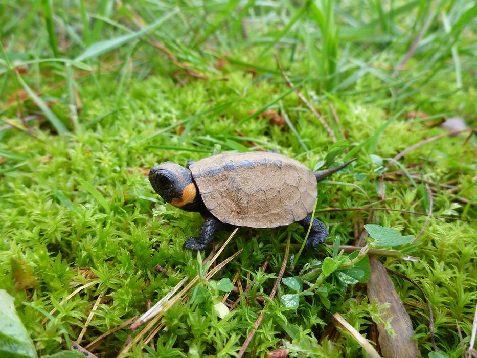 bog turtle
