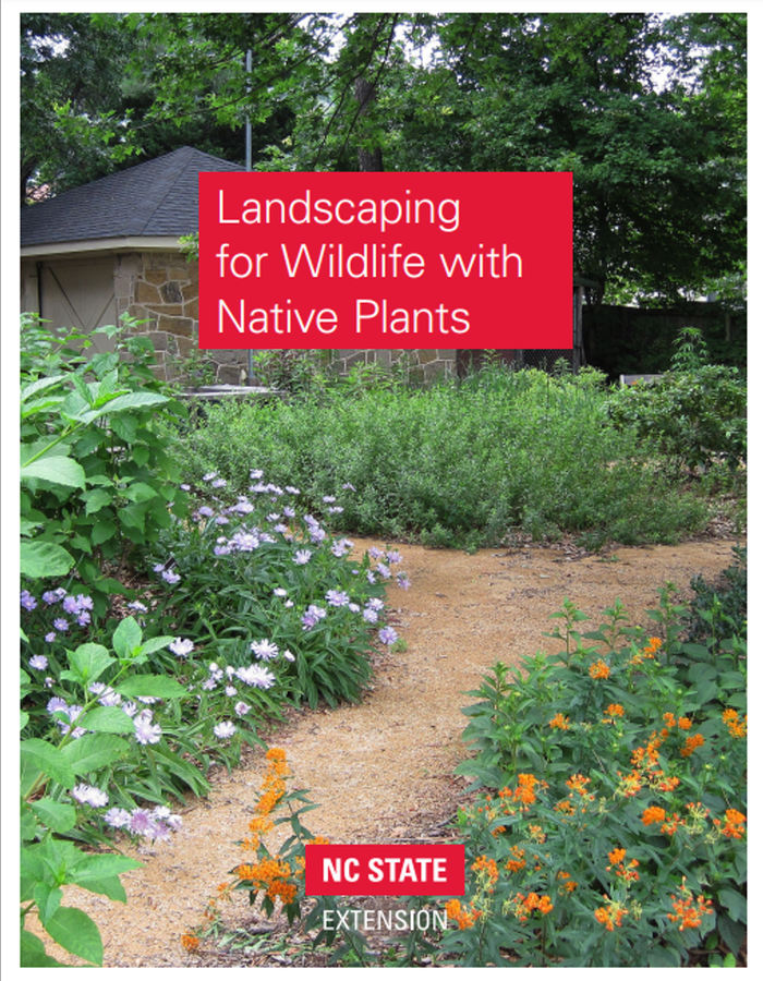 Path through a garden