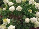 Little lime hydrangea