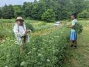 Two people harvesting and bundling flowers in a grassy field garden
