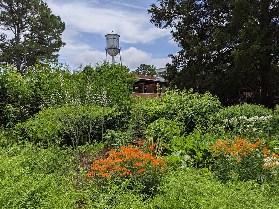 White wild indigo, butterfly weed, and mountain mint