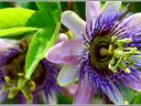 Passion Flower