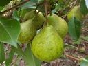 Pear fruit
